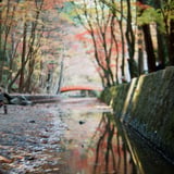 filmで綴る:水面の紅葉🍁