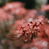 filmで綴る:緋色ノ花✿.*・