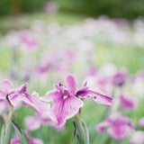 filmで綴る:菖蒲の花🪻