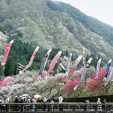 filmで綴る:花桃の里に泳ぐ鯉のぼり 🎏