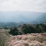 filmで綴る : 春旅