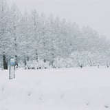 filmで綴る:雪降るメタセコイア並木*↟⍋*↟