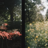 filmで綴る:autumn feeling 𓏸𓈒 𓂃🌼.*