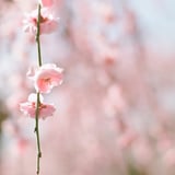 filmで綴る:しだれ梅𓂃🌸𓈒𓏸