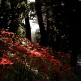 filmで綴る:緋色ノ花✿.*・ 