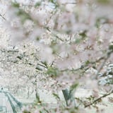 filmで綴る:桜の木の下で𓂃🌸𓈒𓏸