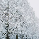 filmで綴る:雪の中のメタセコイア並木❄️.*˚