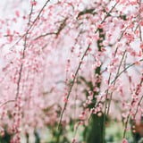 filmで綴る:匂い草𓂃🌸𓈒𓏸