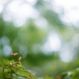 filmで綴る:小さな赤い羽根‪𓂃𓈒𓏸໒꒱