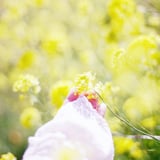 filmで綴る:春爛漫～菜の花畑𖤣𖥧𖡼.𖤣𖥧