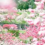 桃源郷❁⃘*.ﾟ