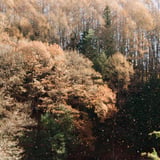 filmで綴る:枯葉吹雪🍂°̥࿐