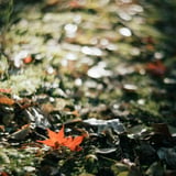 filmで綴る:小さな秋🍁