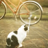 filmで綴る:タソガレドキのにゃんこ ᓚᘏᗢ ∗*ﾟ