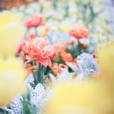 filmで綴る:百花繚乱🌷〜°・*