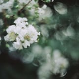 filmで綴る:ボケの世界∗*ﾟ