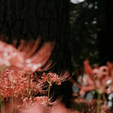 filmで綴る:緋色の花❁⃘*.ﾟ
