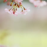 filmで綴る:sakura✿sakura
