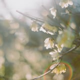 filmで綴る:黄梅花の香✿.*・
