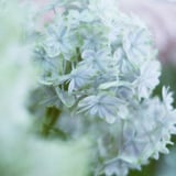 Pale Blueな四葩の花ꕤ୭*