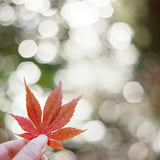 filmで綴る:イロハモミジ🍁