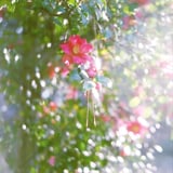 filmで綴る:山茶花✲*ﾟ