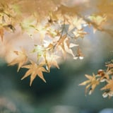filmで綴る:彩りの晩秋🍁