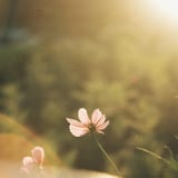 filmで綴る:タソガレドキの秋桜‪✿∗*ﾟ