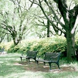 filmで綴る:森林浴𓂃🌿𓈒𓏸