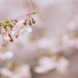 filmで綴る:sakura色｡❀ 𓂃𓈒𓏸