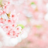 filmで綴る:sakura色𓂃🌸𓈒𓏸