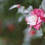 filmで綴る:雪と山茶花❄️.*˚