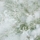 filmで綴る:雪のような花…❁⃘*.ﾟ