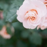filmで綴る:sakura色の薔薇𓂃 🥀𓈒𓏸