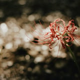 filmで綴る:緋色の花✿.*・