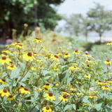 summer flower 𖤣𖥧𖡼.𖤣𖥧