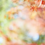 filmで綴る:アキイロのグラデーション🍂°̥࿐