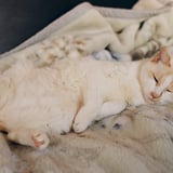 ねこ