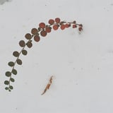 雪