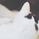 ねこ