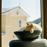 ねこ