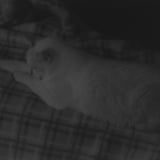 ねこ