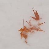 雪と落ち葉