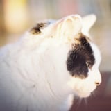 ねこ