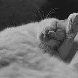 ねこ