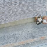大津