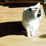 ねこ