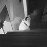 ねこ