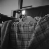ねこ