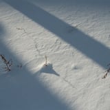 雪